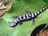 Salamander Saturday