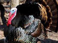 Meet the VLM Turkeys / Live Stream Turkey Pardoning
