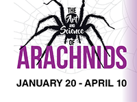 The Art and Science of Arachnids