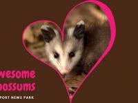 Awesome Opossums